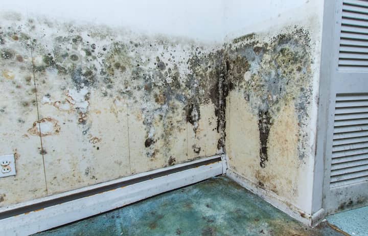 mold removal central florida